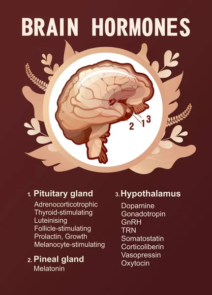 Information Poster List Hormones Secreted Glands Human Brain Training Education — Stock Vector