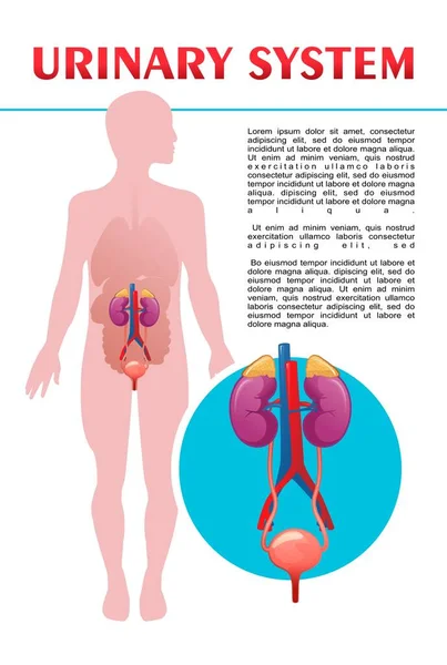 Ilustração Esquemática Sistema Urinário Silhueta Corpo Humano Com Órgãos Internos — Vetor de Stock