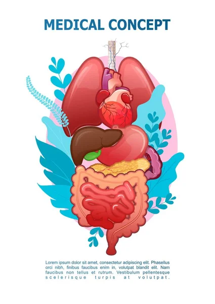 Model Human Internal Organs Vertical Concept Poster White Background Vector — Stock Vector