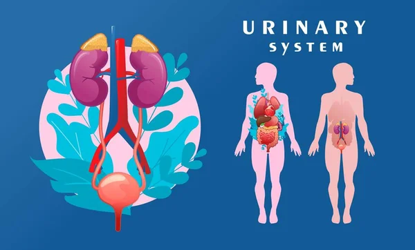 Ilustración Esquemática Del Sistema Urinario Silueta Del Cuerpo Humano Con — Archivo Imágenes Vectoriales