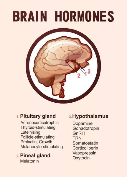 Informační Plakát Seznamem Hormonů Vylučovaných Žlázami Lidského Mozku Pro Trénink — Stockový vektor