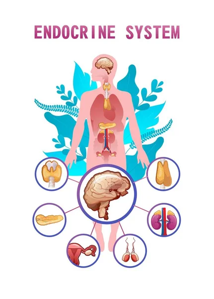 人間の内分泌系 腺および教育と理解のための体情報ベクトル図におけるその位置 — ストックベクタ