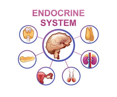 Human endocrine system, glands and their location in the body information vector illustration for education and familiarization clipart