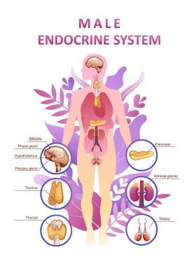 Endokrin sistemi için eğitici dikey poster veya bitki üzerindeki vektör illüstrasyon organı eğitimi mikro flora ve insan iç organlarının sağlığı kavramını terk eder