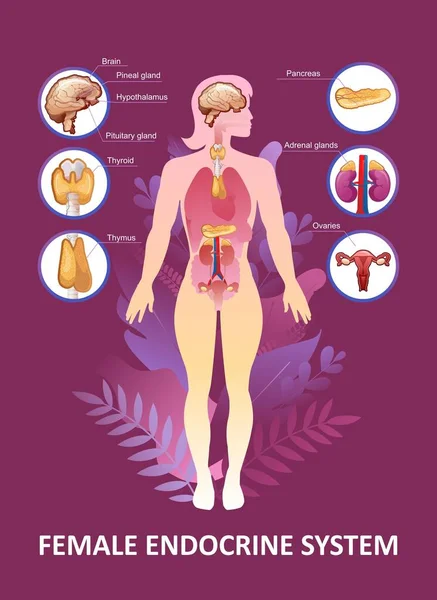 Educational Vertical Poster Endocrine System Training Vector Illustration Body Plant — Stock Vector