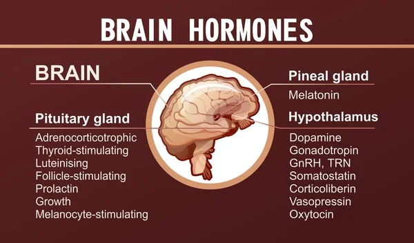 Informační plakát o lidských mozkových hormonech — Stockový vektor