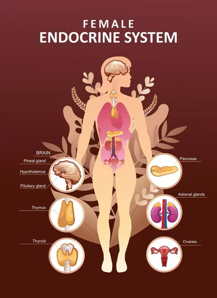 Póster órganos del sistema endocrino humano — Vector de stock