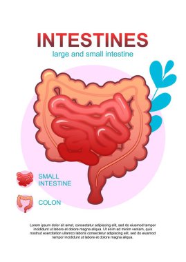 Beyaz arka planda kavramsal medikal dikey poster, organizmanın yaprakları, sağlık ve hastalıkların tedavisi sindirim ve bağırsak ile çevrili iç organ ikonu