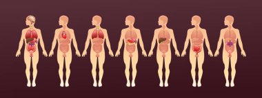 İnsan vücudu konseptinin siluetinde iç organların modeli beyaz arka plan vektör illüstrasyonunda insan vücudu, erkek ve kadın vücudu