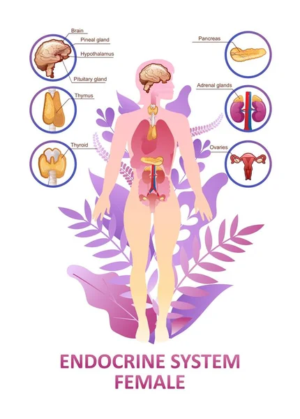 Educational Vertical Poster Endocrine System Training Vector Illustration Body Plant — Stock Vector