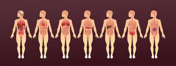 Modell Der Inneren Organe Auf Der Silhouette Des Menschlichen Körpers — Stockvektor