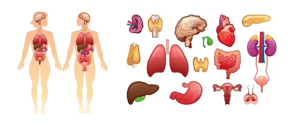 人体横幅上的器官 — 图库矢量图片
