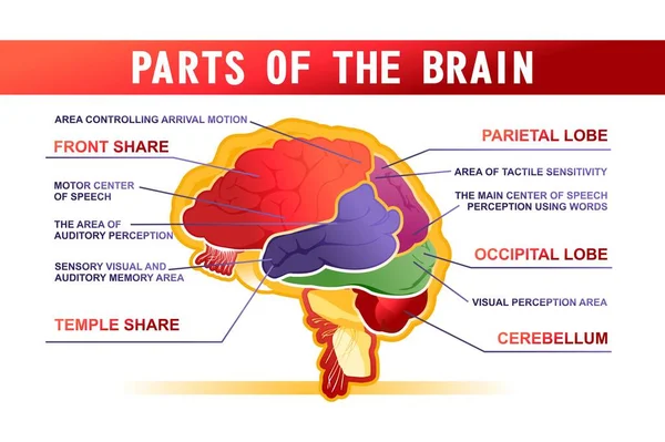 Partes Del Esquema Educativo Del Cerebro Ilustración Banner Horizontal Vectorial — Vector de stock