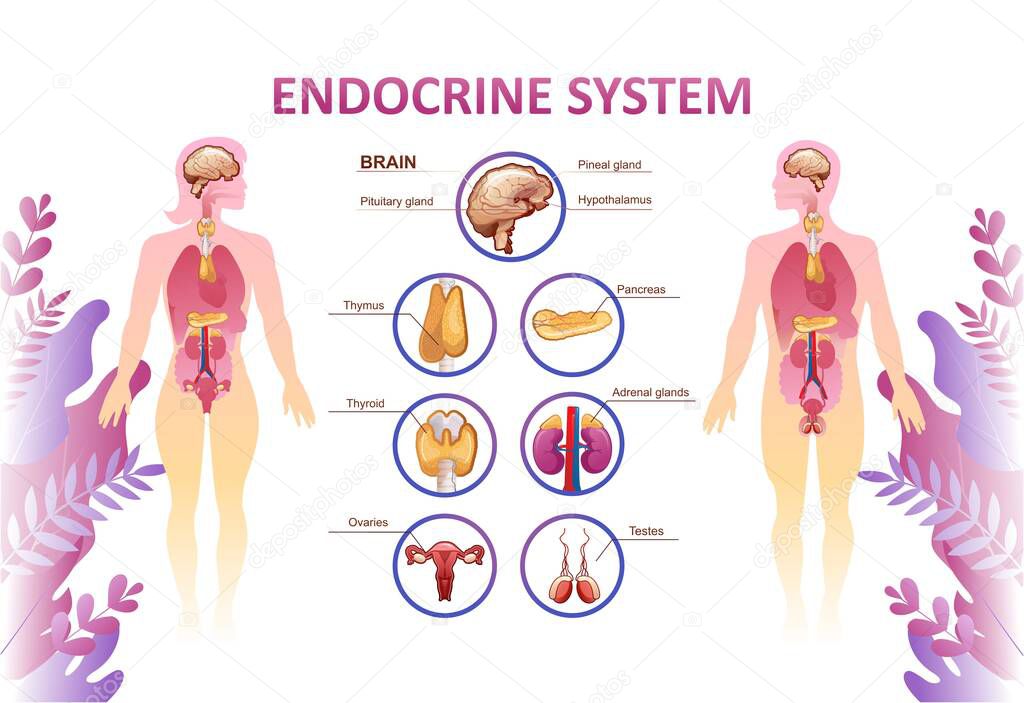 Educational horizontal banner for endocrine system or training vector illustration body in plant leaves concept of microflora and health of human internal organs white background