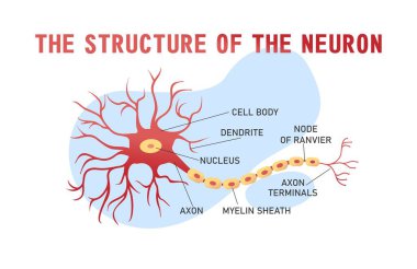 educational horizontal banner of brain neuron structure on white background, vector illustration clipart