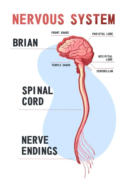 Système Nerveux Central Humain Cerveau Moelle Épinière Terminaisons Nerveuses Illustration — Image vectorielle