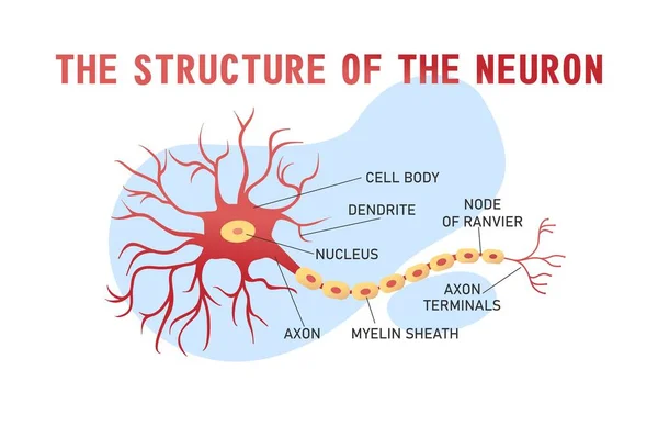 Banner Educativo Horizontal Estructura Neuronal Del Cerebro Sobre Fondo Blanco — Archivo Imágenes Vectoriales