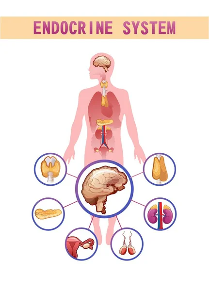 Sistema Endocrino Humano Glándulas Ubicación Vector Información Corporal Ilustración Para — Vector de stock