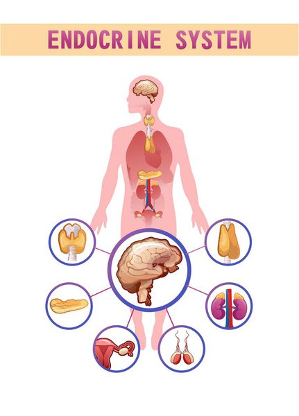Human endocrine system, glands and their location in the body information vector illustration for education and familiarization