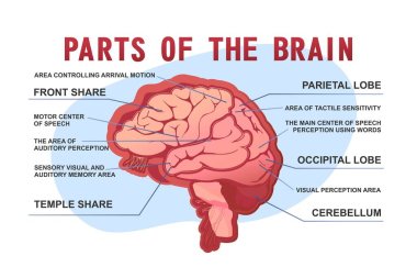 parts of the brain educational scheme, vector horizontal banner illustration on white background clipart