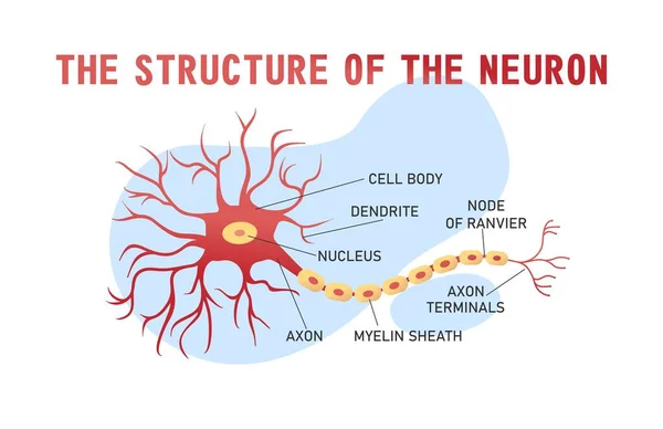 Educational Horizontal Banner Brain Neuron Structure White Background Vector Illustration — Stock Vector