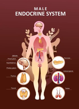 Endokrin sistemi için eğitici dikey poster veya bitki üzerindeki vektör illüstrasyon organı eğitimi mikro flora ve insan iç organlarının sağlığı kavramını terk eder