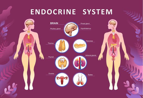 Educational horizontal poster for endocrine system or training vector illustration body in plant leaves concept of microflora and health of human internal organs