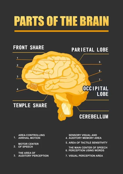 Teile Des Gehirnbildungsprogramms Vektorvertikale Plakatillustration Auf Schwarzem Hintergrund — Stockvektor