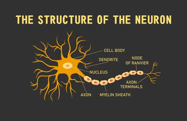 Educational Horizontal Banner Brain Neuron Structure Black Background Vector Illustration — Stock Vector