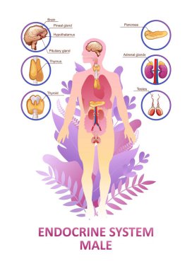 Endokrin sistemi için eğitici dikey poster veya bitki üzerindeki vektör illüstrasyon organı eğitimi mikro flora ve insan iç organlarının sağlığı kavramını terk eder