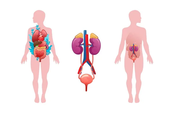 Ilustração Esquemática Sistema Urinário Silhueta Corpo Humano Com Órgãos Internos — Vetor de Stock