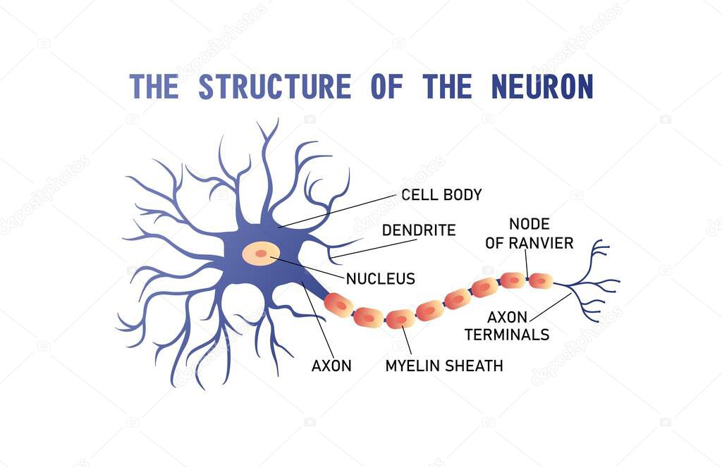 educational horizontal banner of brain neuron structure on white background, vector illustration