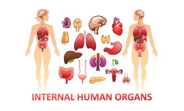 İnsan vücudundaki organlar