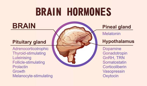 информационный плакат гормонов мозга человека