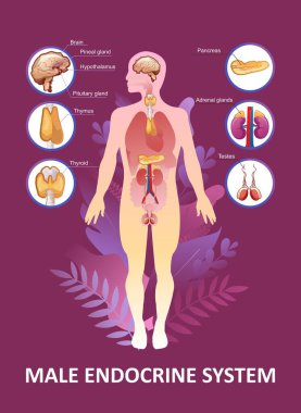 Endokrin sistemi için eğitici dikey poster veya bitki üzerindeki vektör illüstrasyon organı eğitimi mikro flora ve insan iç organlarının sağlığı kavramını terk eder