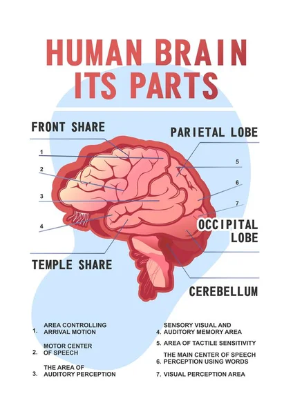 Parts Brain Educational Scheme Vectorvertical Poster Illustration White Background — Stock Vector