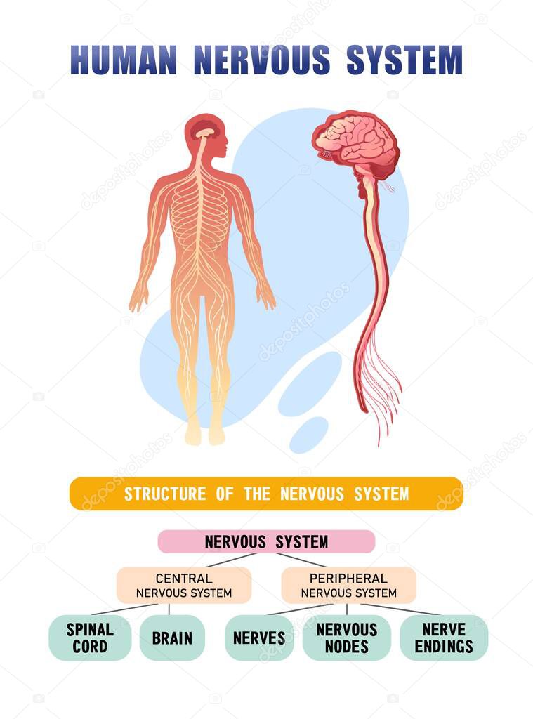 vertical poster silhouette of the human body, diagram of the structure of the nervous systems, brain, spinal cord and nerve endings vector Illustration on a white background