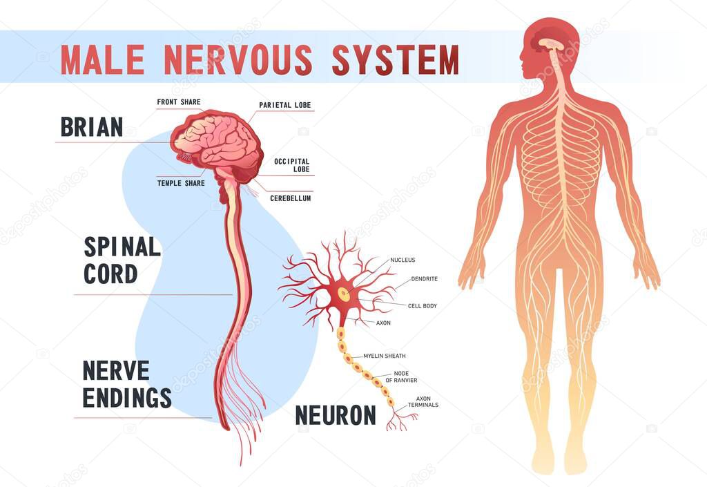 human peripheral nervous system, brain, spinal nerve endings vector illustration educational banner on white background