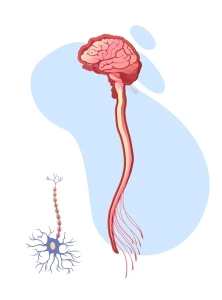 Système Nerveux Central Humain Cerveau Moelle Épinière Terminaisons Nerveuses Illustration — Image vectorielle