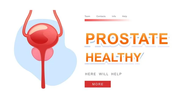 Medicinskt begrepp inre organ prostata — Stock vektor