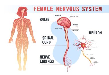 İnsan çevresel sinir sistemi, beyin, omurilik sinir uçları vektör illüstrasyon eğitim afişi beyaz arka planda