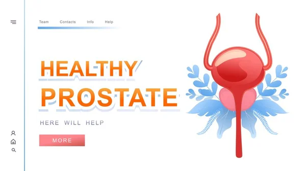 Horizontal Vector Banner Medical Concept Website Home Page Prostate Landing — Stock Vector