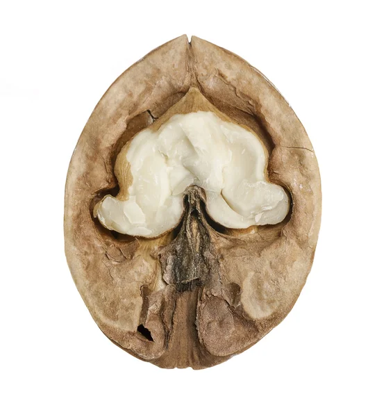 A halved walnut in white back — Stock Photo, Image