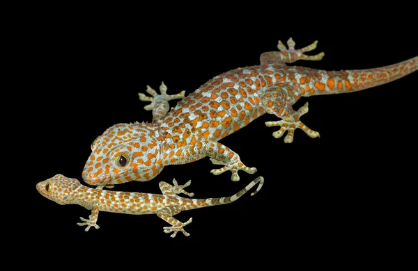 A Tokay gecko in black back — Stock Photo, Image