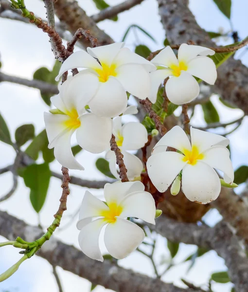Fleurs de Plumeria blanches — Photo