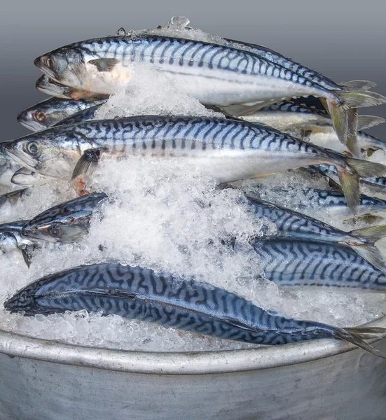 Bowl with iced mackerels — Stock Photo, Image