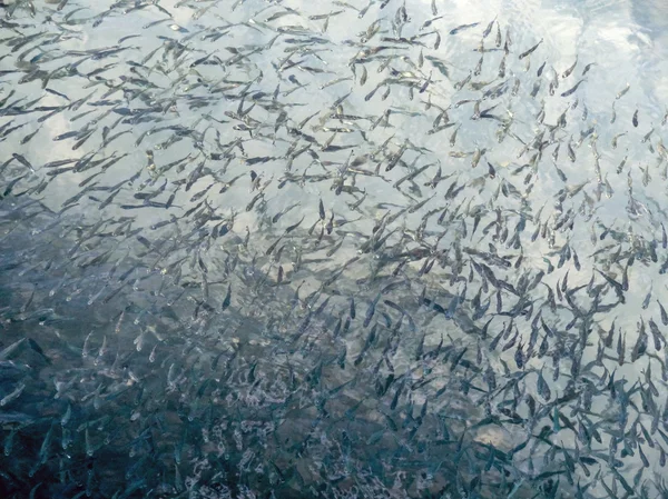 Shoal of fishes — Stock Photo, Image