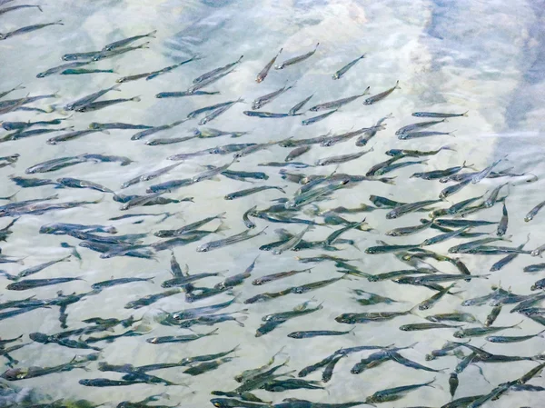 Shoal of fishes — Stock Photo, Image