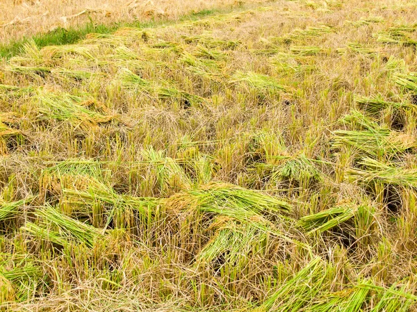 Cosecha del arrozal —  Fotos de Stock