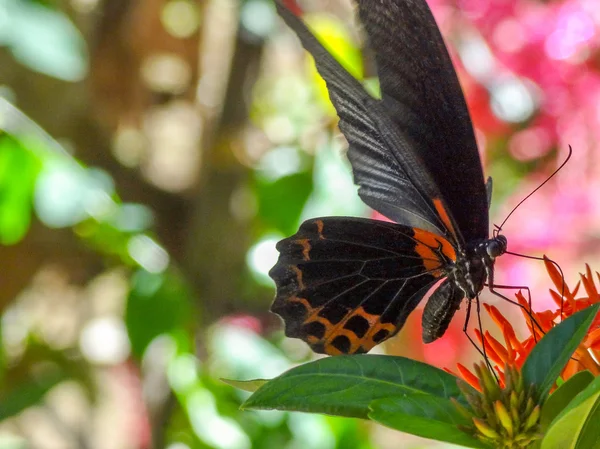 Dark butterfly on flower — Stock Photo, Image